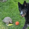 Illustration : Impatient de jouer &agrave; la balle, un Border Collie aboie sur une tortue de 60 ans qui pr&eacute;f&egrave;re manger (vid&eacute;o)