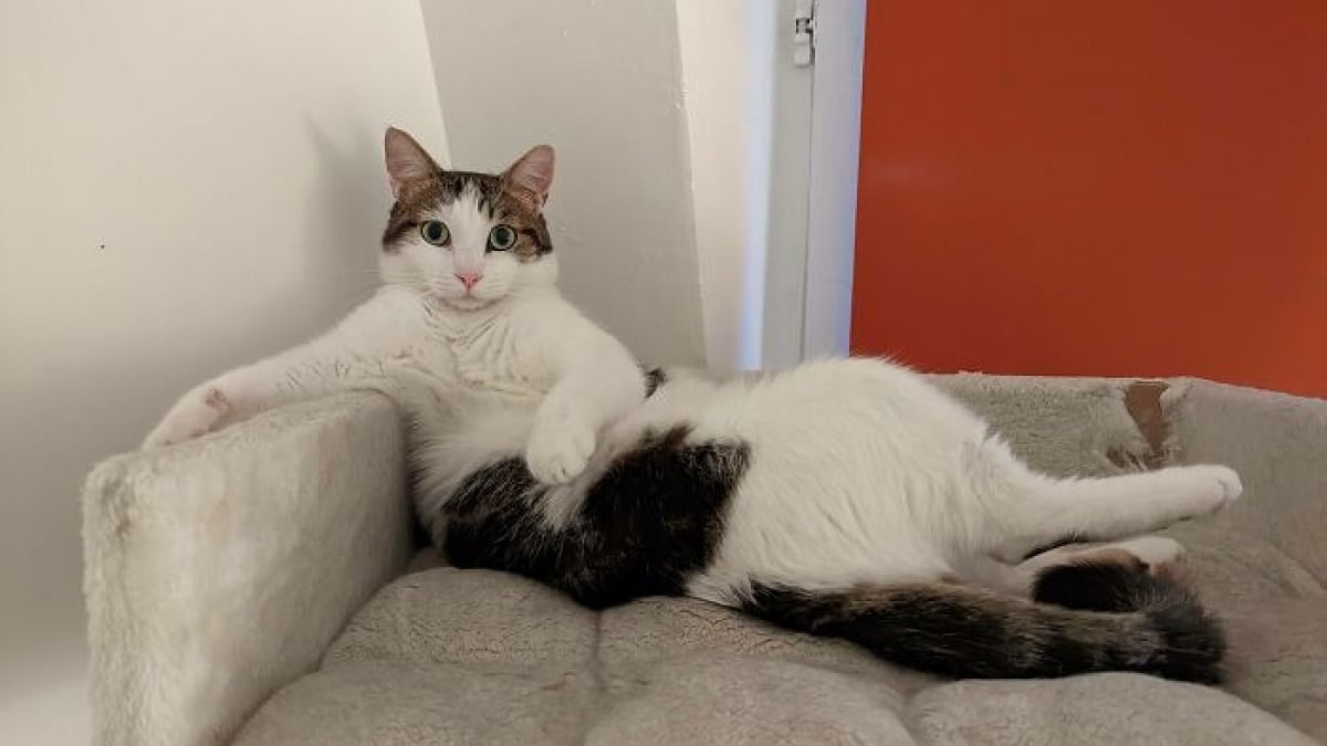 Illustration : "15 photos de chats et de chiens déjantés qui assument leurs postures insolites"
