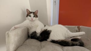 Illustration : "15 photos de chats et de chiens déjantés qui assument leurs postures insolites"