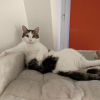 Illustration : 15 photos de chats et de chiens d&eacute;jant&eacute;s qui assument leurs postures insolites