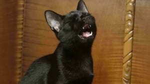 Illustration : 10 chats en pleine performance vocale qui se prennent pour des stars de la chanson