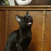 Illustration : 10 chats en pleine performance vocale qui se prennent pour des stars de la chanson