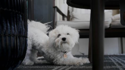 Illustration : Pourquoi votre chien s'&eacute;tire-t-il quand vous rentrez ?