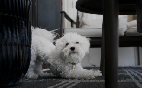 Pourquoi votre chien s'étire-t-il quand vous rentrez ?