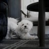 Illustration : Pourquoi votre chien s'&eacute;tire-t-il quand vous rentrez ?