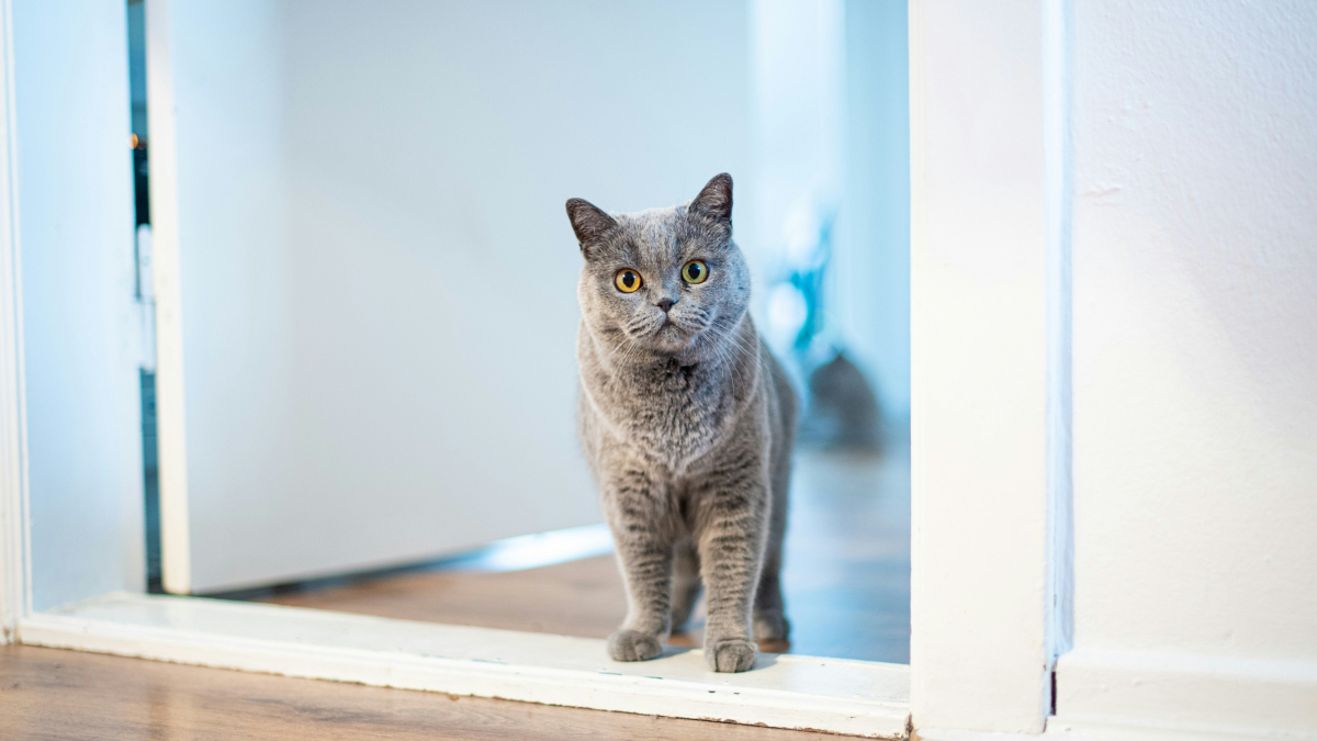 Illustration : "Pourquoi votre chat hurle-t-il devant une porte fermée sans vouloir y entrer ?"