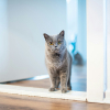 Illustration : Pourquoi votre chat hurle-t-il devant une porte ferm&eacute;e sans vouloir y entrer ?