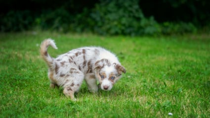 Illustration : L'urine de chien br&ucirc;le toujours le gazon et d&eacute;truit les pelouses : mythe ou r&eacute;alit&eacute; ?