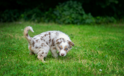 L'urine de chien brûle toujours le gazon et détruit les pelouses : mythe ou réalité ?