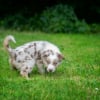 Illustration : L'urine de chien br&ucirc;le toujours le gazon et d&eacute;truit les pelouses : mythe ou r&eacute;alit&eacute; ?