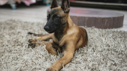 Illustration : &laquo; Je n'en dors plus &raquo;, apr&egrave;s avoir tra&icirc;n&eacute; un Malinois derri&egrave;re sa voiture &agrave; Reims, le conducteur est finalement relax&eacute; par la justice