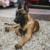 Illustration : &laquo; Je n'en dors plus &raquo;, apr&egrave;s avoir tra&icirc;n&eacute; un Malinois derri&egrave;re sa voiture &agrave; Reims, le conducteur est finalement relax&eacute; par la justice