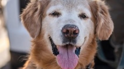 Illustration : Un chien policier retrouve un adolescent autiste en suivant l'odeur de sa chaussette et re&ccedil;oit un jouet en cadeau