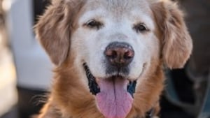 Illustration : Un chien policier retrouve un adolescent autiste en suivant l'odeur de sa chaussette et re&ccedil;oit un jouet en cadeau