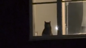 Illustration : Cette attachante chatte grise attend chaque soir sa propriétaire à la fenêtre et reste immobile jusqu’à son retour (vidéo)