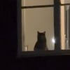Illustration : Cette attachante chatte grise attend chaque soir sa propri&eacute;taire &agrave; la fen&ecirc;tre et reste immobile jusqu&rsquo;&agrave; son retour (vid&eacute;o)