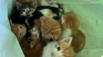 Illustration : 2 &eacute;boueurs, &laquo; F&eacute;licit&eacute;s pour leur compassion &raquo;, sauvent une dizaine de chatons abandonn&eacute;s dans un sac de courses