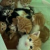 Illustration : 2 &eacute;boueurs, &laquo; F&eacute;licit&eacute;s pour leur compassion &raquo;, sauvent une dizaine de chatons abandonn&eacute;s dans un sac de courses