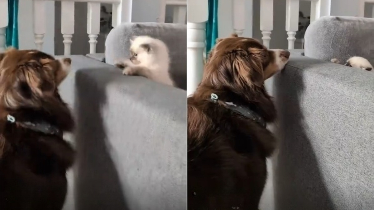 Illustration : "Ne sachant pas trop comment réagir en rencontrant le chien de la famille, ce chaton engage un adorable jeu de cache-cache (vidéo)"