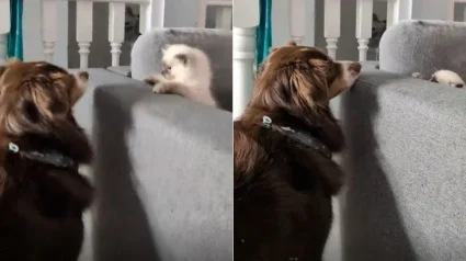 Illustration : Ne sachant pas trop comment r&eacute;agir en rencontrant le chien de la famille, ce chaton engage un adorable jeu de cache-cache (vid&eacute;o)