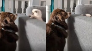 Illustration : Ne sachant pas trop comment réagir en rencontrant le chien de la famille, ce chaton engage un adorable jeu de cache-cache (vidéo)