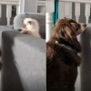 Illustration : Ne sachant pas trop comment r&eacute;agir en rencontrant le chien de la famille, ce chaton engage un adorable jeu de cache-cache (vid&eacute;o)