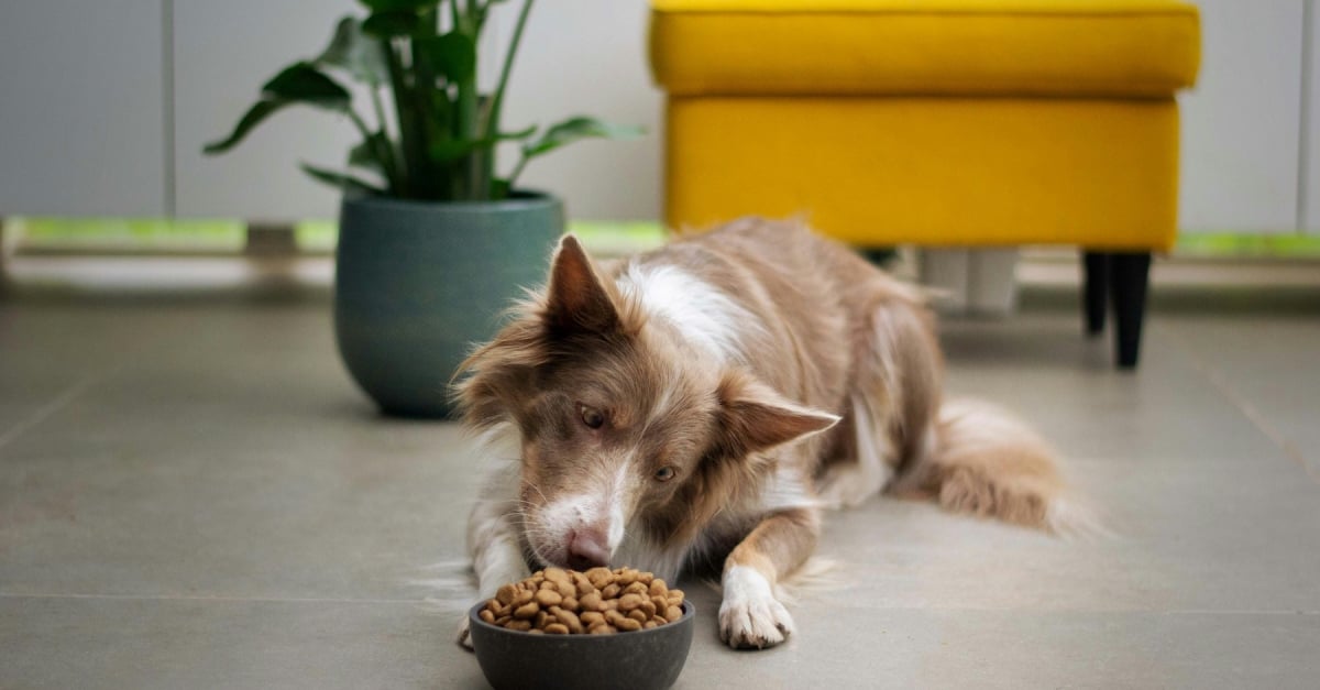 Une étude recommande de nourrir votre chien une seule fois par jour pour améliorer sa santé