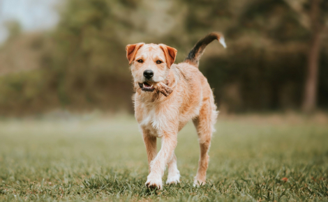 Pouvez-vous donner un os cuit à votre chien ?
