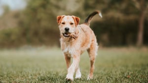 Illustration : "Pouvez-vous donner un os cuit à votre chien ?"