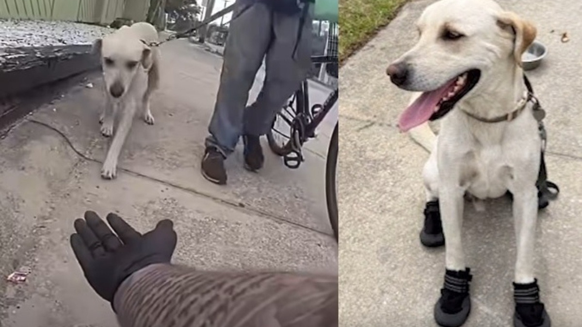Illustration : "Un policier voit un chien peinant à marcher sur le bitume brûlant et lui offre des bottes de protection (vidéo)"
