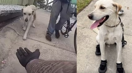 Illustration : Un policier voit un chien peinant &agrave; marcher sur le bitume br&ucirc;lant et lui offre des bottes de protection (vid&eacute;o)