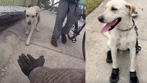 Illustration : Un policier voit un chien peinant à marcher sur le bitume brûlant et lui offre des bottes de protection (vidéo)
