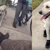 Illustration : Un policier voit un chien peinant &agrave; marcher sur le bitume br&ucirc;lant et lui offre des bottes de protection (vid&eacute;o)