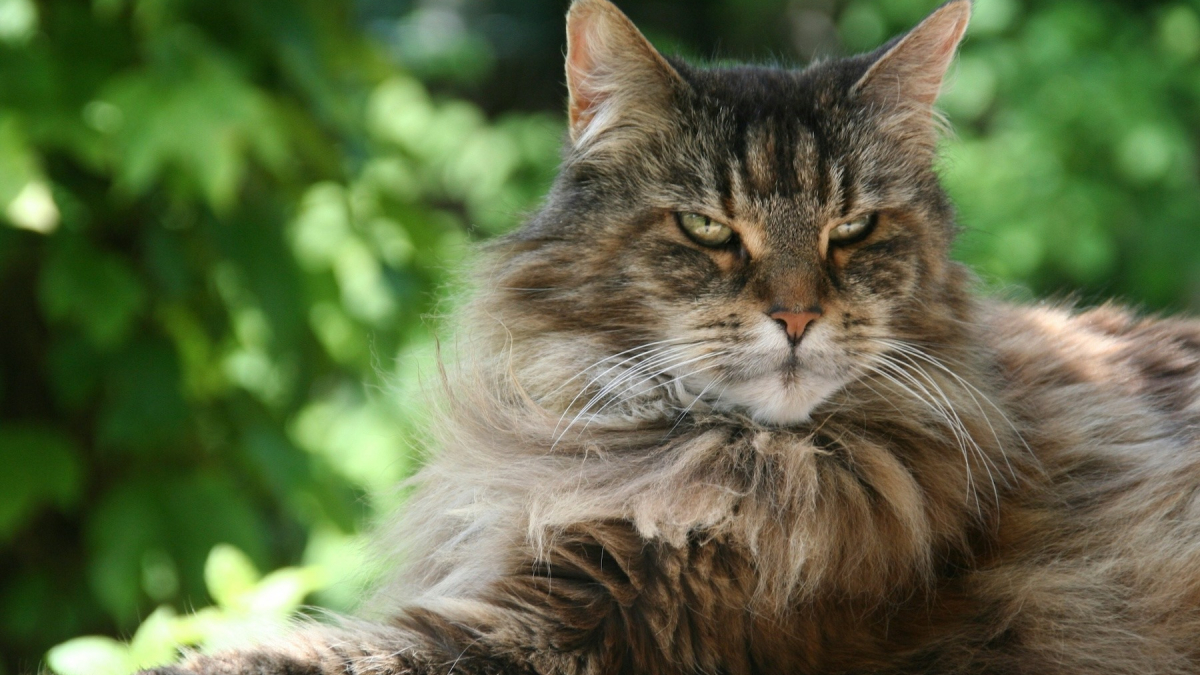 Illustration : "Pourquoi votre chat roucoule-t-il ?"
