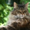 Illustration : Pourquoi votre chat roucoule-t-il ?