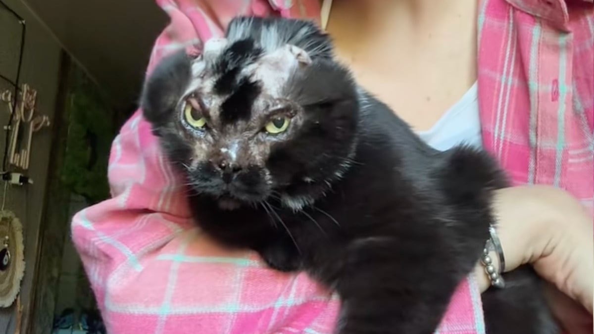 Illustration : "« Ma survivante, brûlée par son ancien propriétaire », cette chatte défigurée connaît enfin le bonheur au quotidien (vidéo)"