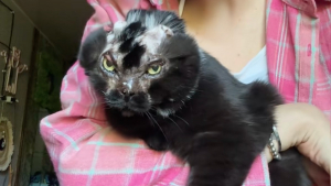 Illustration : « Ma survivante, brûlée par son ancien propriétaire », cette chatte défigurée connaît enfin le bonheur au quotidien (vidéo)