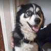 Illustration : Un policier d&eacute;termin&eacute; &agrave; sauver le chien d'une famille kidnapp&eacute; parvient &agrave; le retrouver et d&eacute;joue une tentative d'extorsion