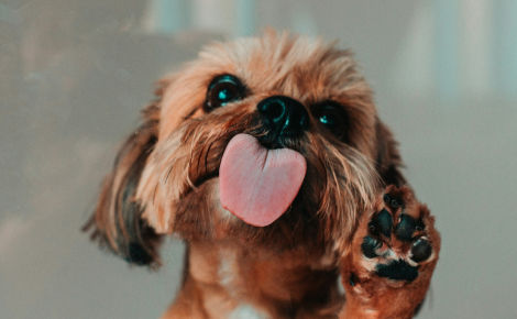 [Idée reçue] La salive du chien est antiseptique et guérit les plaies humaines