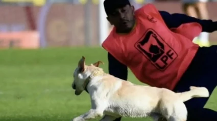 Illustration : Un chiot fugueur de 7 mois retrouve sa ma&icirc;tresse apr&egrave;s une apparition surprise dans un match de football (vid&eacute;o)