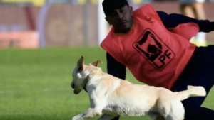 Illustration : Un chiot fugueur de 7 mois retrouve sa maîtresse après une apparition surprise dans un match de football (vidéo)
