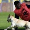 Illustration : Un chiot fugueur de 7 mois retrouve sa ma&icirc;tresse apr&egrave;s une apparition surprise dans un match de football (vid&eacute;o)