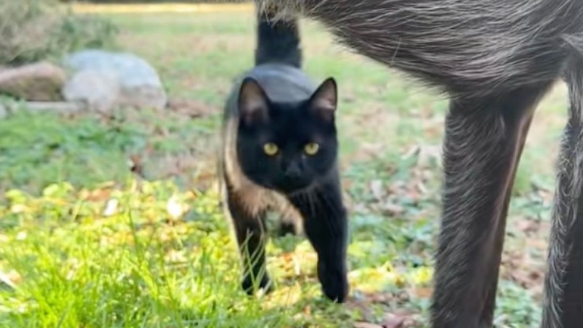 Illustration : "Lorsque son Labrador refuse de jouer à la balle, son chat prend le relais avec enthousiasme (vidéo)"