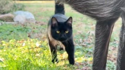 Illustration : Lorsque son Labrador refuse de jouer &agrave; la balle, son chat prend le relais avec enthousiasme (vid&eacute;o)