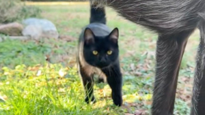 Illustration : Lorsque son Labrador refuse de jouer à la balle, son chat prend le relais avec enthousiasme (vidéo)