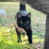 Illustration : Lorsque son Labrador refuse de jouer &agrave; la balle, son chat prend le relais avec enthousiasme (vid&eacute;o)