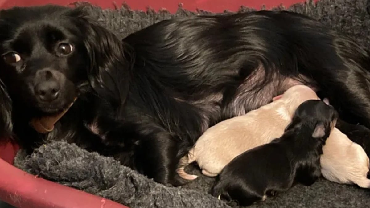 Illustration : "Une chienne disparue le lendemain de son adoption est retrouvée 7 semaines plus tard avec ses chiots nés pendant sa fugue"