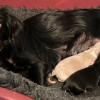 Illustration : Une chienne disparue le lendemain de son adoption est retrouv&eacute;e 7 semaines plus tard avec ses chiots n&eacute;s pendant sa fugue