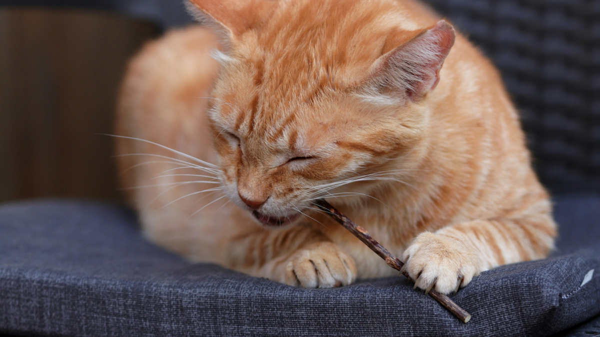 Illustration : "Alternative à l'herbe à chat : la science valide l'efficacité du Matatabi pour apaiser votre félin"