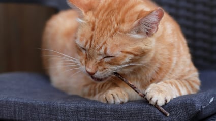 Illustration : Alternative &agrave; l'herbe &agrave; chat : la science valide l'efficacit&eacute; du Matatabi pour apaiser votre f&eacute;lin